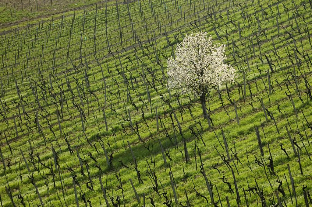 Agriturismo Buondonno Castellina in Chianti Esterno foto